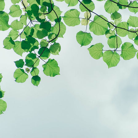 The Five R’s of Sustainability