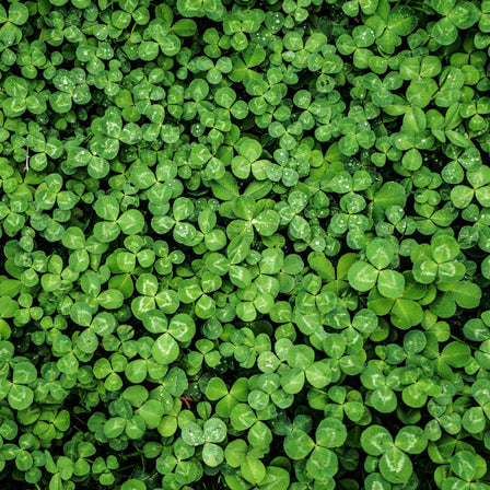 Tips for Starting a Green-Friendly Business